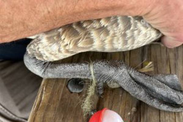 Will County Forest Preserve District warns discarded fishing line can dangerously harm wildlife