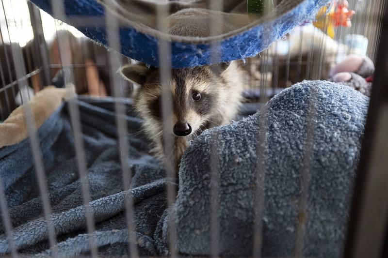 One of her 45 rescues peers out from its cage Thursday, June 26, 2025.