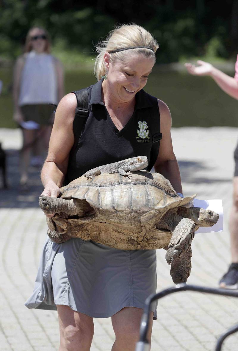 Chonk, a bearded dragon gets a ride on Diesel the turtle during the pet competition as Deb Krohn AKA the Frog Lady, from Grayslake compete in the pet competition at the Windmill City Festival Saturday July 9, 2022 at the Peg Bond Center and Batavia Riverwalk in Batavia.