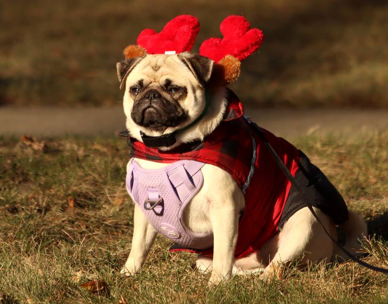 An antler-clad dog watches as a parade passes during Merry Cary events Sunday, Dec. 8, 2024 in Cary.