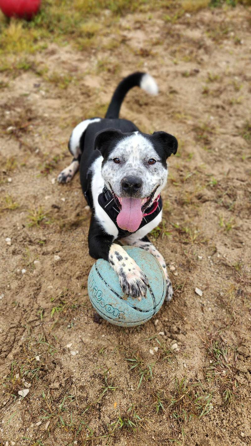 Save-A-Pet in Grayslake is kicking off the season of giving with two heartwarming adoption promotions, “Home for the Holidays” and “Elder Love,” running through Dec. 31. Pete is available for adoption.