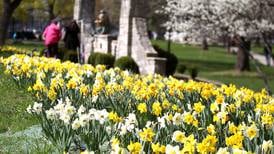 25K daffodils expected to bloom in St. Charles this year