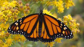 5 Things to Do: Irish music, ESO’s guest flutist, jazz, Pollinator Blitz, military show on tap