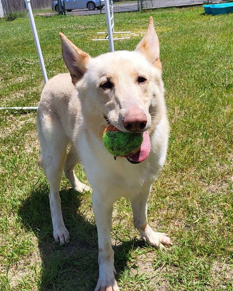 Jericho is Save-A-Pet's pet of the week for June 1, 2023.