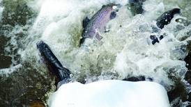 Illinois spring trout fishing season opens April 1 at area locations