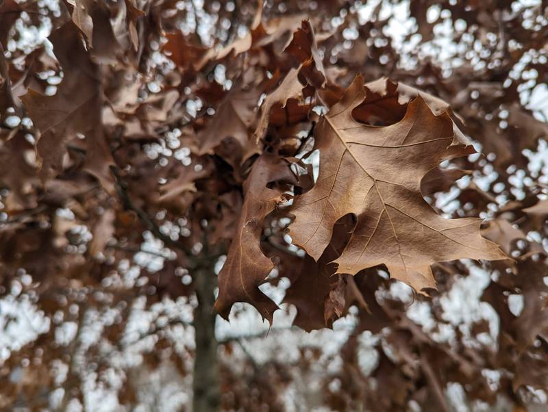 Marcescence not only is a great word, but also an interesting phenomenon to observe in the winter landscape.