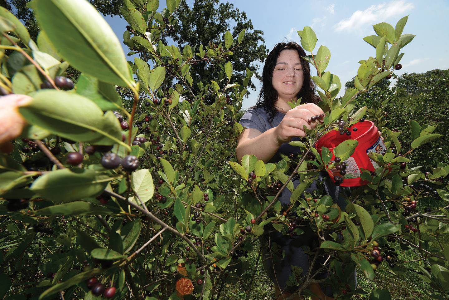 Kylie Bakken, a co-owner of Choo Choo Farms in rural Oglesby, picks aronia berries Wednesday, July 23, 2025, to make her specialty jam.