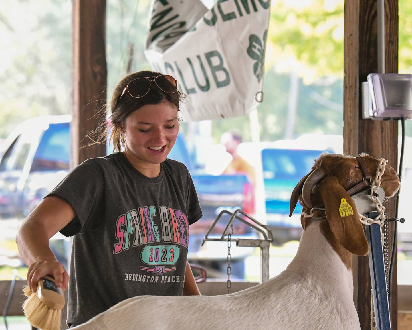 Taylor Rhoads, 18, of Genoa works on her 10-month-old goat Honey during the DeKalb County 4-H competition held at the Sandwich fairgrounds on Friday, Aug 4, 2023.