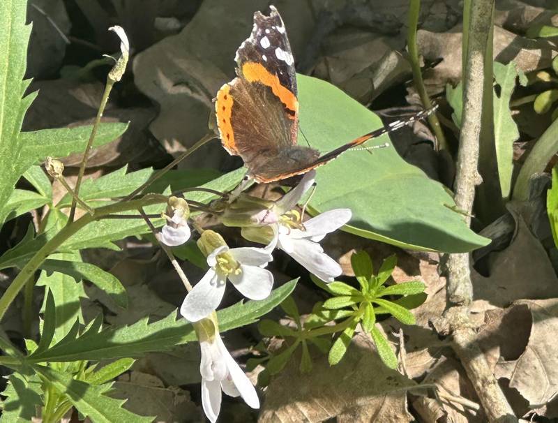 A butterfly lands on Cutleaf toothwort along the trailhead to Illinois Canyon on Friday, April 19, 2024 at Starved Rock State Park.