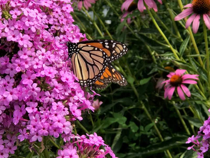 Fall flowers are an important food source for pollinators, especially migratory ones like this monarch butterfly.