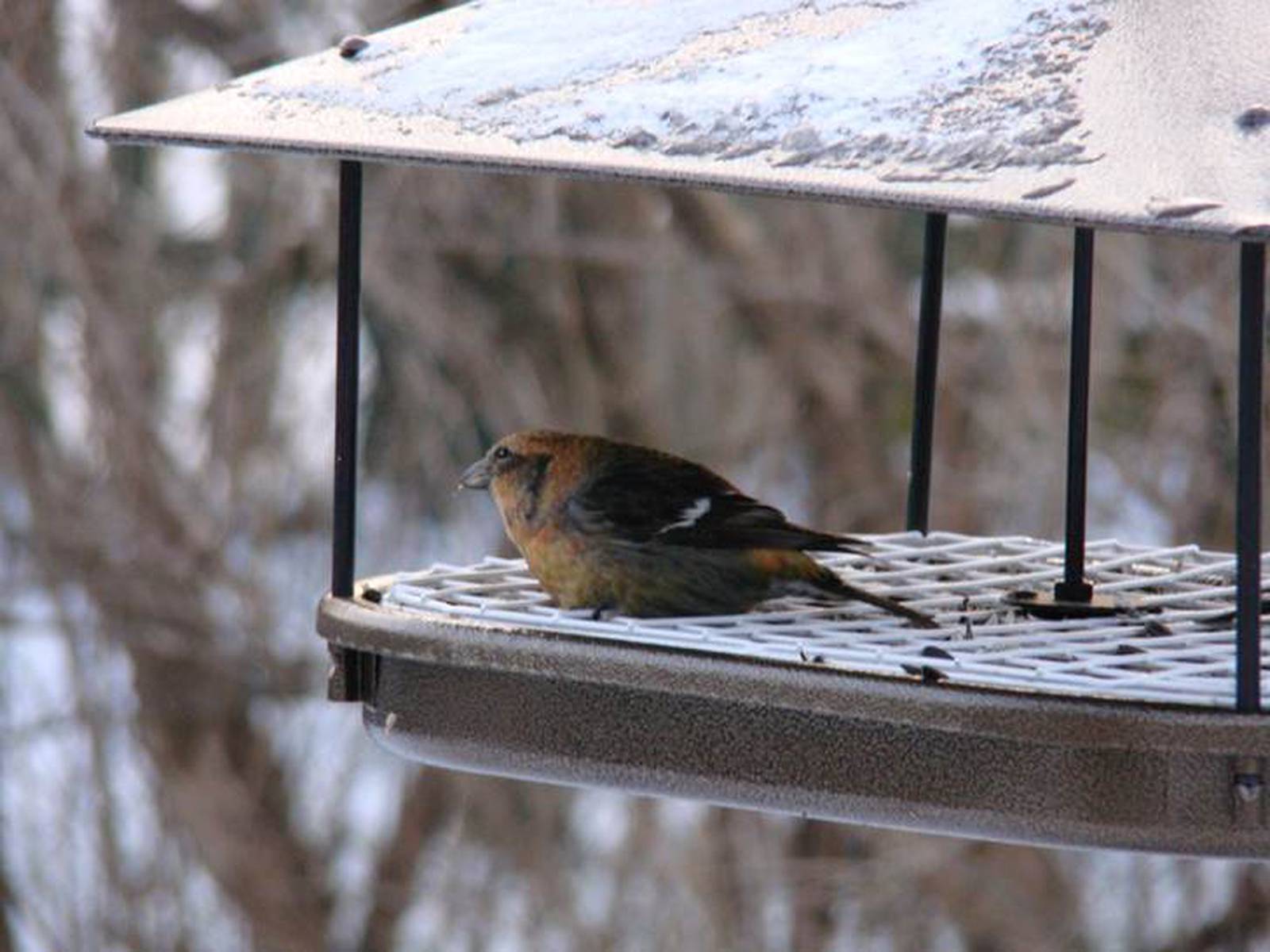 A beginner's guide to feeding birds Shaw Local