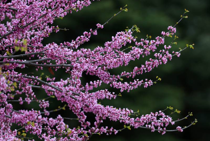 An eastern redbud tree is in bloom Friday, May 2, 2025, on the campus of Northern Illinois University in DeKalb.