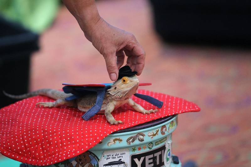 Deb Krohn, naturalist, puts a hat on her bearded dragon named, Rocketman, during her FrogLady Reptile & Amphibian Show at the Lake Forest Library on Friday, June 30th, 2023.
Image by Candace H. Johnson for Shaw Local News Network