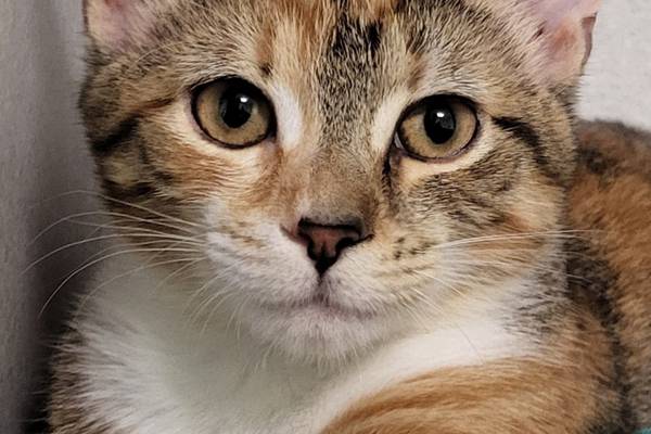 Fun-loving feline seeks home for self, littermate