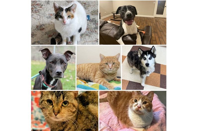 The Herald-News presents this week’s Pets of the Week. Read the description of each pet to find out about it, including where it can be adopted in Will County.