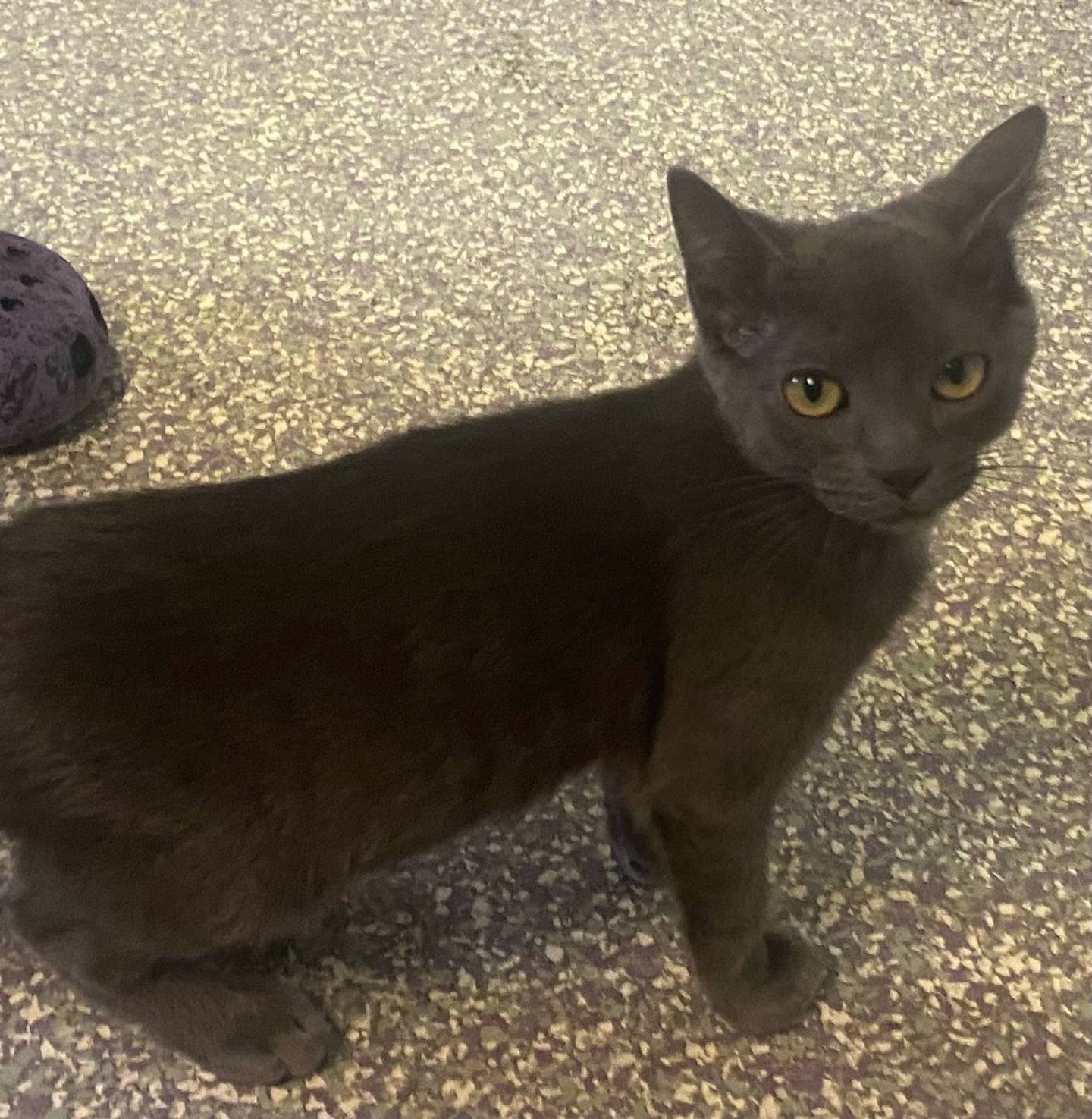 Beckett is a 5-month-old domestic shorthair. He is sweet, outgoing, and curious. Beckett enjoys playing with his toys and climbing. He would make a great addition to any family. For more information about Beckett, including adoption fees please visit justanimals.org or call 815-448-2510.