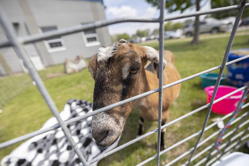 Dora, the mascot for Kitzman’s Farm Sanctuary, roams a pen Thursday, May 7, 2026, during Sterling High School’s Farmapalooza. The FFA-sponsored event brings in students and members of the public to introduce Sterling’s grade school students to agriculture life.