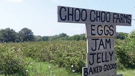 Pick your own berries at Choo Choo Farms in the Illinois Valley 