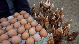 The US is on an egg hunt in Europe to ease prices at home