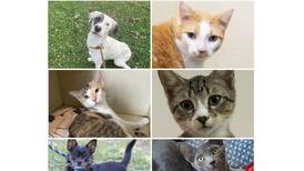 Pets of the Week: Oct. 14, 2024