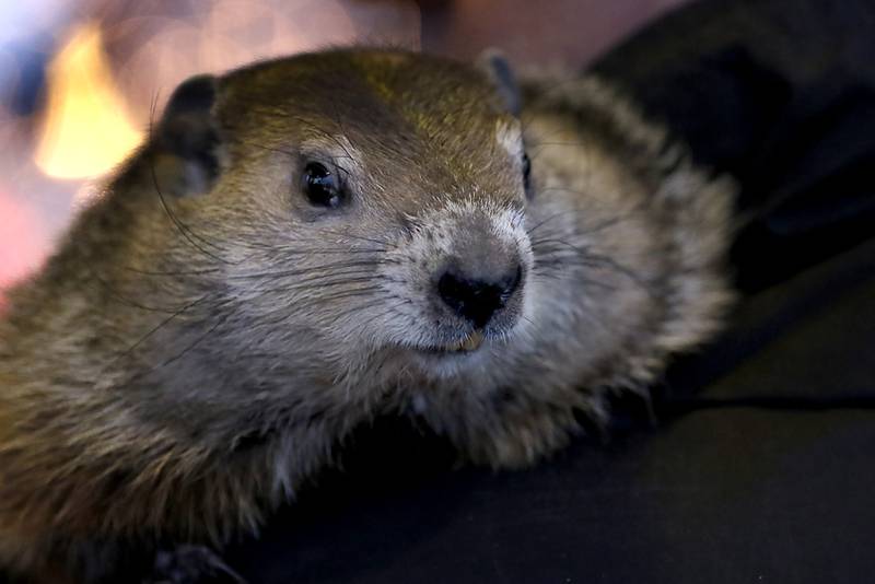 Woodstock Willie is held by handler Mark Szafran as Willie looks to see if he can see his shadow on Sunday, Feb. 2, 2025, during the annual Groundhog Day Prognostication in the Woodstock Square.