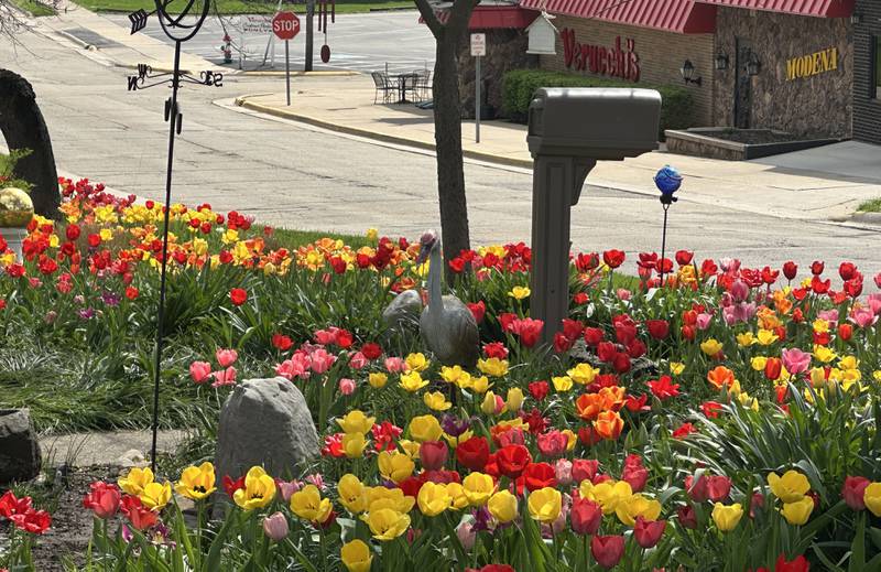 More than 1,000 tulips bloom on Tuesday, April 14, 2026, outside a home at the corner of Greenwood and Fourth streets in Spring Valley. The tulips return each year at this location, creating a vibrant display that serves as a sure sign of spring.