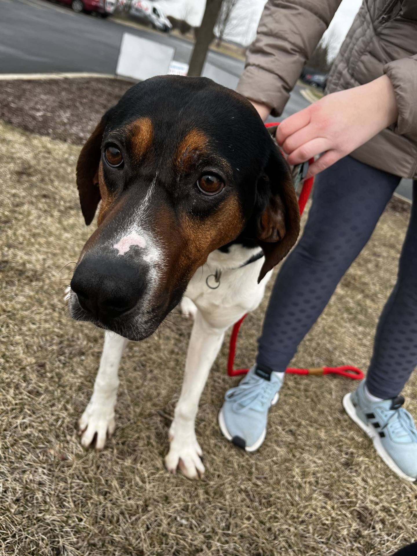 Romeo is a 3-year-old tricolored coonhound that was rescued from an animal control in southern Illinois where he was at risk of euthanasia. He is energetic and likes walks, watching birds and squirrels, and pets and snuggles. He loves attention and treats. To meet Romeo, email Dogadoption@nawsus.org. Visit nawsus.org.