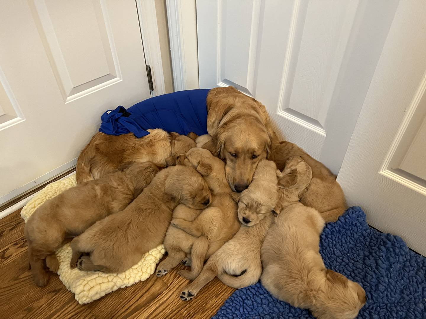 Kristen Vesely of Crystal Lake fostered 13 puppies, born Dec. 13, 2022, to Hope. The dog was rescued just days earlier from an Ohio puppy mill and is shown here with her five-week-old puppies.