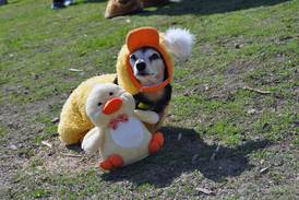 The Local Scene: Doggie Easter egg hunt in Shorewood