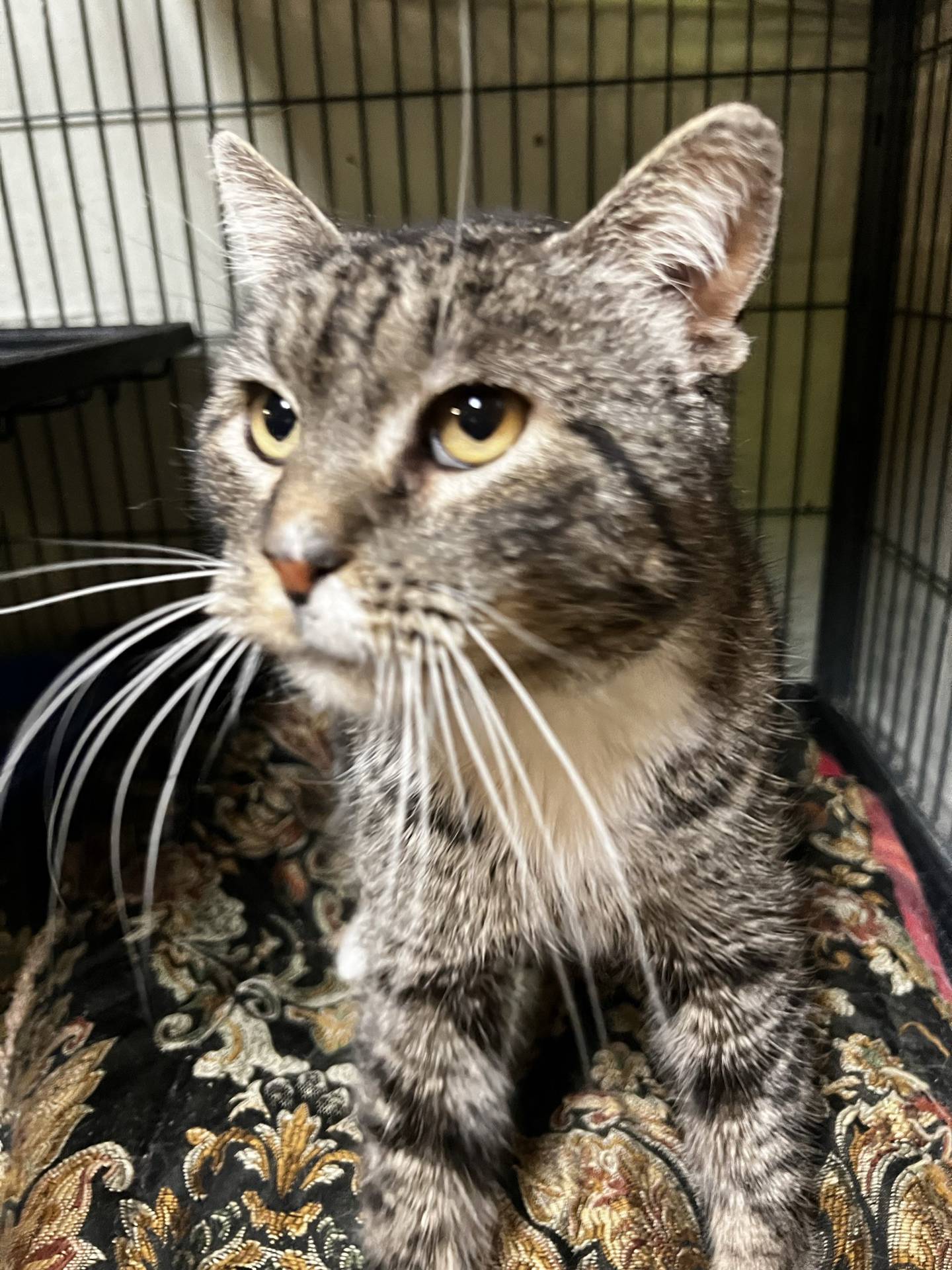 Sid is a 6-year-old tabby that needs a new home. He was rescued from an overcrowded shelter in Oklahoma where he was at risk of euthanasia. Sid is very friendly, sweet, outgoing and affectionate.  He likes everyone he meets, and he eagerly greets visitors looking for pets and attention.  He has a cute gravelly meow. His gentle demeanor makes him a good fit for any home. To meet Sid, email Catdoptions@nawsus.org. Visit nawsus.org.