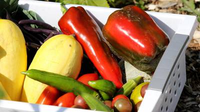 Rooted For Good listed September Grow Mobile food pantry dates
