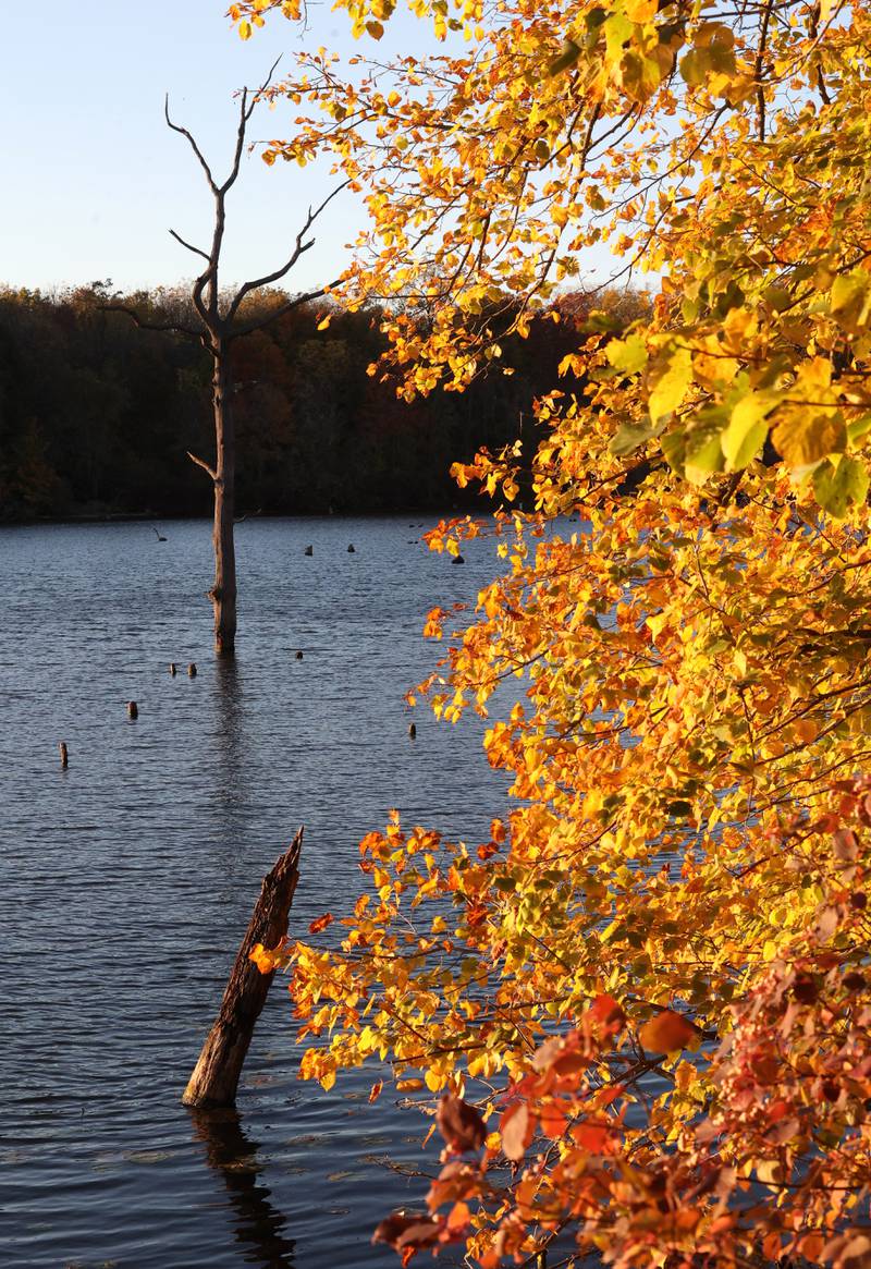 Dead standing timber in Shabbona Lake is a stark contrast to the fall trees Tuesday, Oct. 22, 2024, at Shabbona Lake State Park.