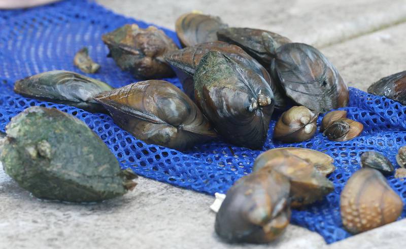 A view of mussels found in the Illinois River near Starved Rock on Wednesday, May 20, 2026, at Starved Rock Marina.