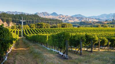 Uncorked: New Zealand ideal for growing sauvignon blanc 