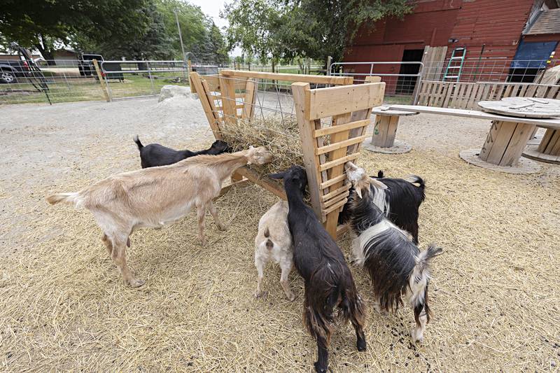 Several straw stands are set up for feeding at the farm.