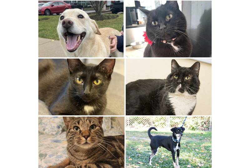 The Herald-News presents this week’s Pets of the Week. Read the description of each pet to find out about it, including where it can be adopted in Will County.