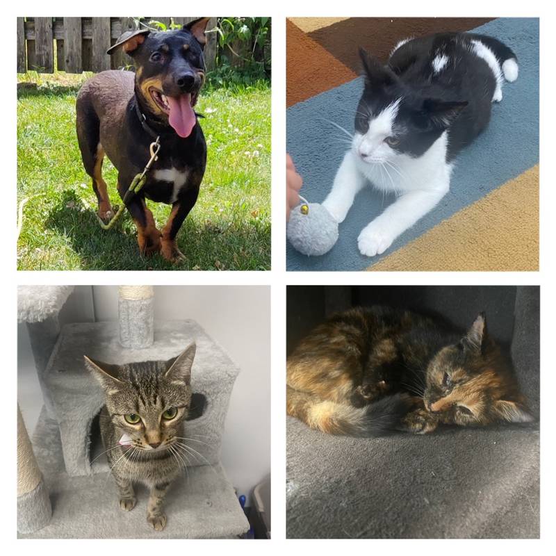 The Morris Herald-News presents this week’s Pets of the Week.