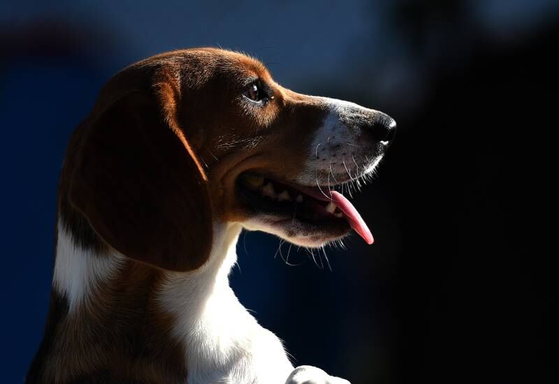 A very good boy waits for whatever comes next Tuesday morning at Anderson Humane.