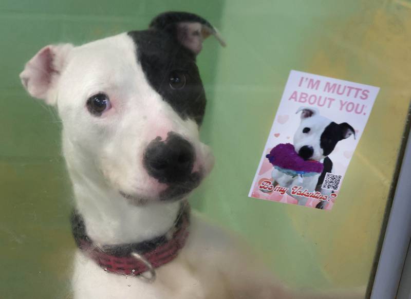 A dog waits to be adopted Wednesday, Feb. 11, 2026, at Tails Humane Society in DeKalb. Tails was presented with the Nonprofit Organization of the Year award by the DeKalb Chamber of Commerce.