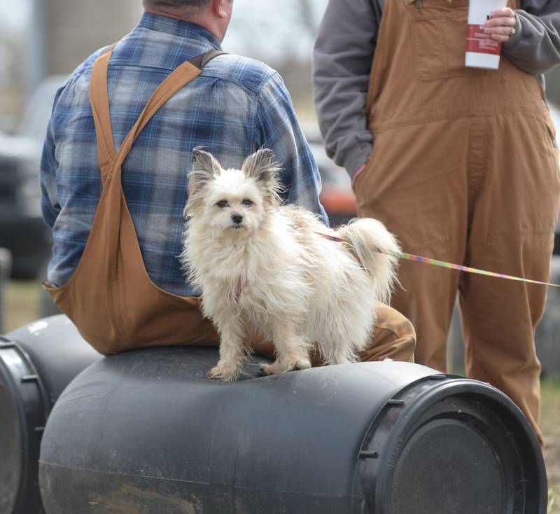 Lulu checks out the crowd at the Hazelhurst Spring Consignment Auction on Saturday, April 5, 2025 as her owner, Larry Staumberger of LaMoille, chats with friends.