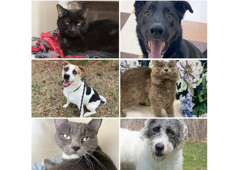 The Herald-News presents this week’s Pets of the Week. Read the description of each pet to find out about that pet, including where he or she can be adopted.

The Herald-News presents this week’s Pets of the Week. Read the description of each pet to find out about that pet, including where he or she can be adopted.