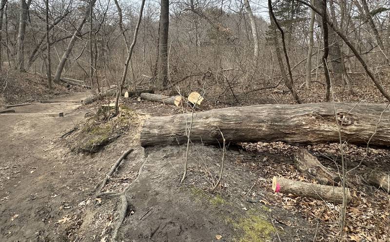 Fresh cut trees lay on the ground near the trailhead to French Canyon as crews begin renovation work on Monday, March 2, 2026 at Starved Rock State Park. A newly constructed bridge will be built here beginning this month. Starved Rock State Park received a 37 million upgrade to trail improvement that is underway and continue through 2026. Trail closures will be announced on the Starved Rock and Matthiessen State Park Facebook pages.