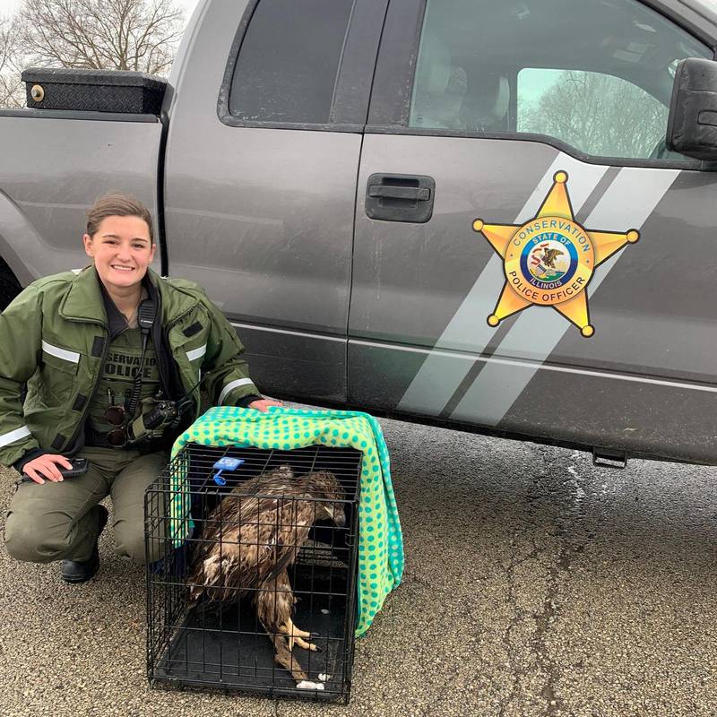 Illinois Department of Natural Resources Conservation Officer Sarah Martin kneels next to the injured bald eagle she helped save Friday, Jan. 27, 2023.