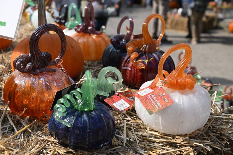 Glass pumpkins are displayed during the Glass Pumpkin Patch event at the Morton Arboretum on Saturday, Oct. 12, 2024 in Lisle.