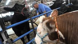 Kendall County 4-Hers showcase skills, knowledge at Kendall County Fair