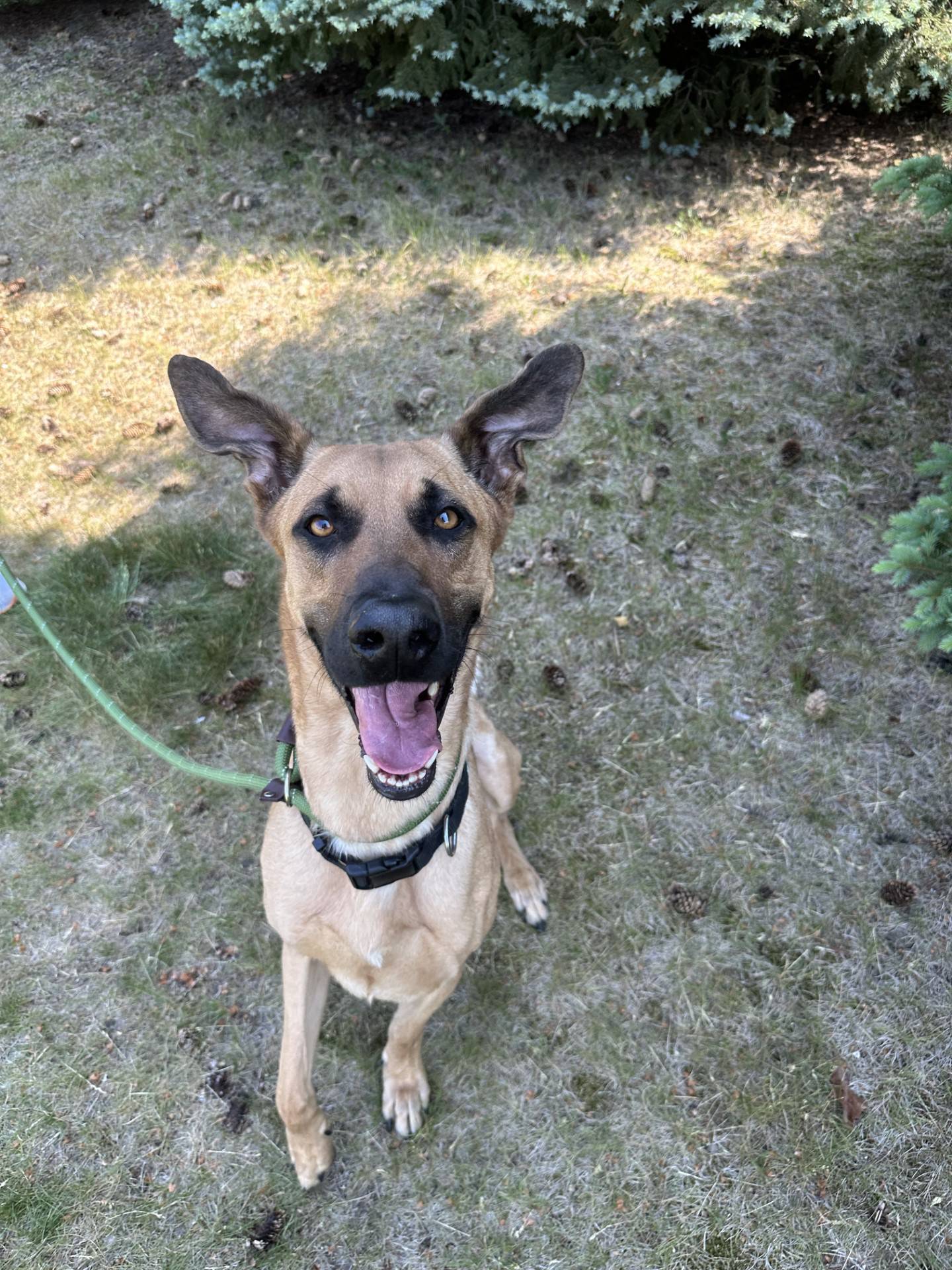 Scooby is a 4-year-old Great Dane mix. He is ready for adventure and loves walks. He is well-mannered and seems past his silly puppy phase. He is sweet, social, and loves to be around people.  He is not always fond of other dogs and needs to be the only pet in the home. To meet Scooby, email Dogadoption@nawsus.org to. Visit nawsus.org.