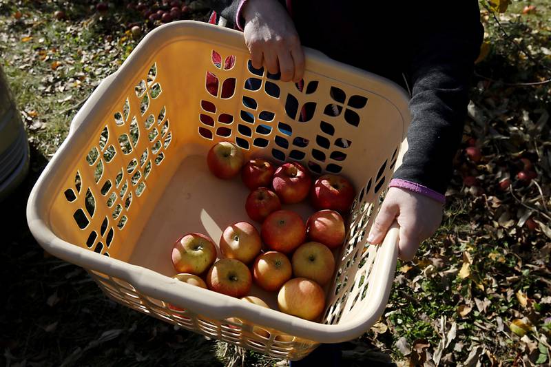 Freshly harvested apples on Thursday, Nov. 7, 2024, at Stade's Farm north of Johnsburg.  Every year at the end of the season, Stade invites nonprofits, food pantries and other organizations to come pick what's left in their fields for free.