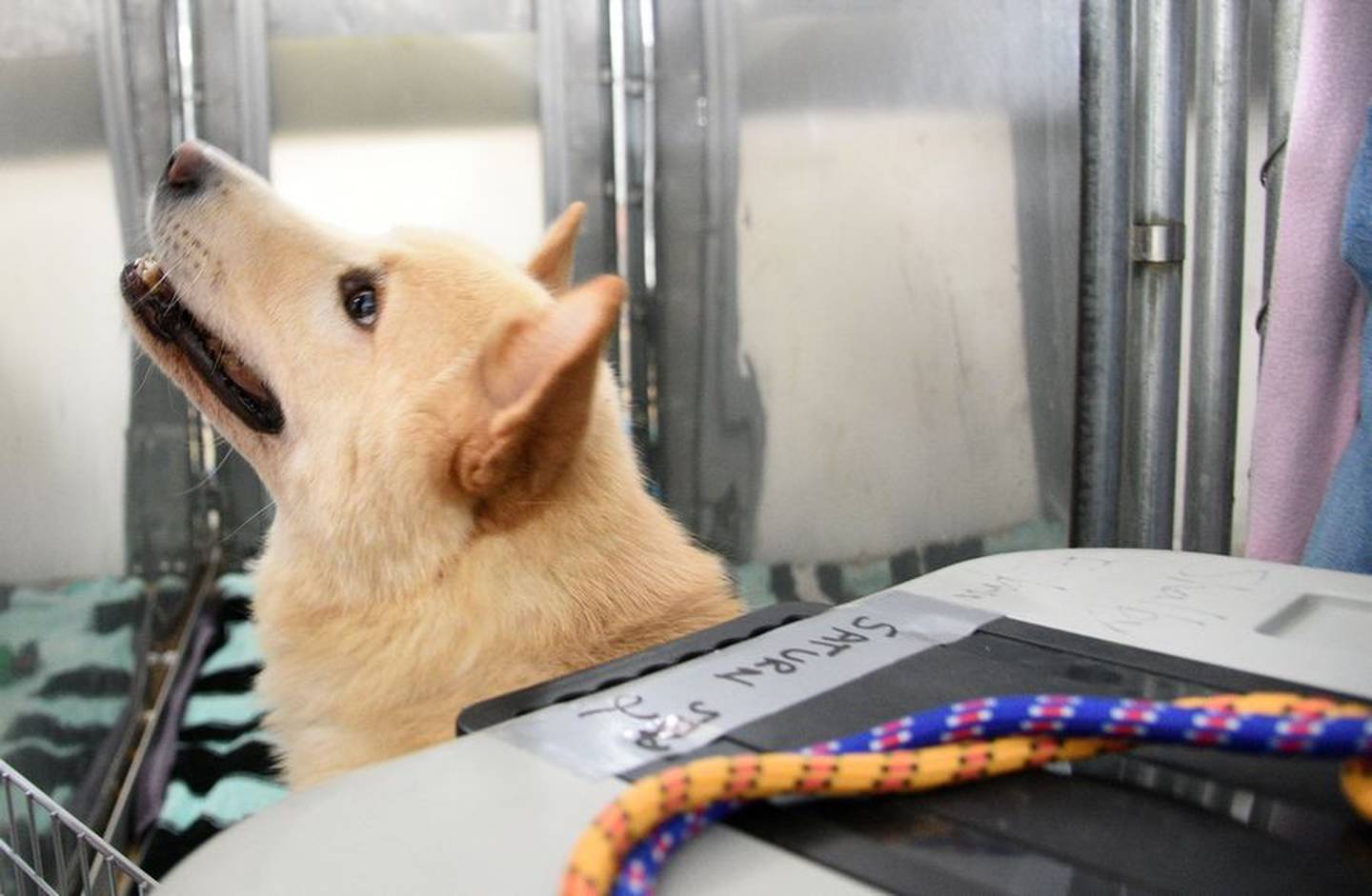 Saturn peeks his head out of his crate on Friday to look around at Anderson Humane in South Elgin. Saturn and two other dogs were rescued from a South Korean dog meat farm.