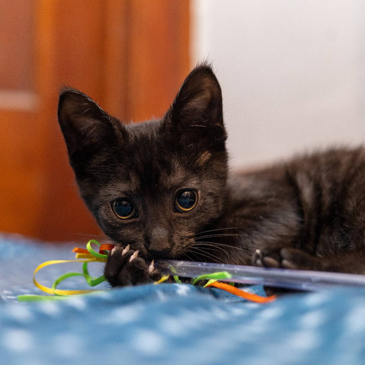 Wakko is a super cuddler that loves to purr as much as he loves to play. He’s calm and slightly cautious – but he also likes to zoom around and wrestle with his brother Yakko. Brought up in a multi-species household, Wakko is friends with dogs, cats, and even a bunny. Wakko needs a loving furever home with another kitty – and he’s prefer Yakko. To meet Wakko, visit thekittysquad.com/adoptables.