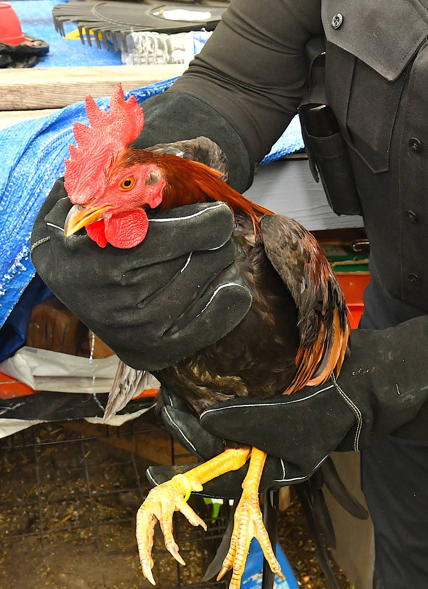 One of the roosters recovered during a Joliet Police Department investigation of unlawful drug activity and animal cruelty. Photo provided by courtesy of the the Joliet Police Department.